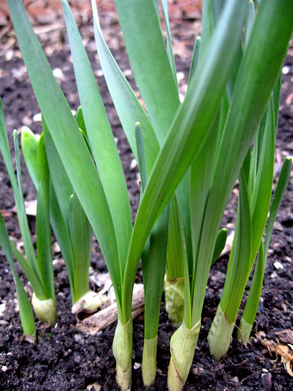 Daffodil Shoots